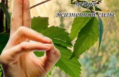 Прана мудра. Мудра жизненной энергии.